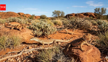 Australia Lizard Population: Why Australia became home to one of the world’s largest lizard populations | World News