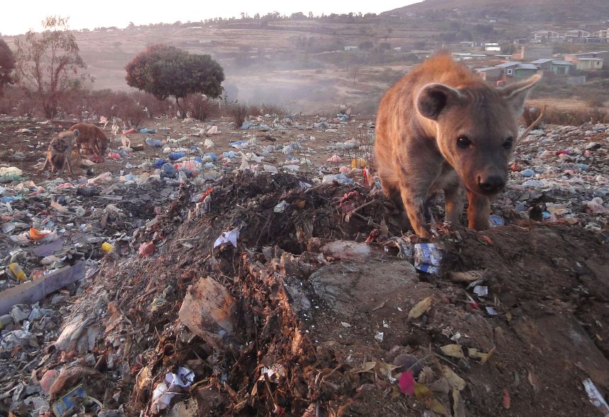 Spotted hyenas gather at a landfill outside Harar, where they come to scavenge.