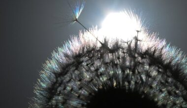 May 16: How dandelion seeds take flight, and more…