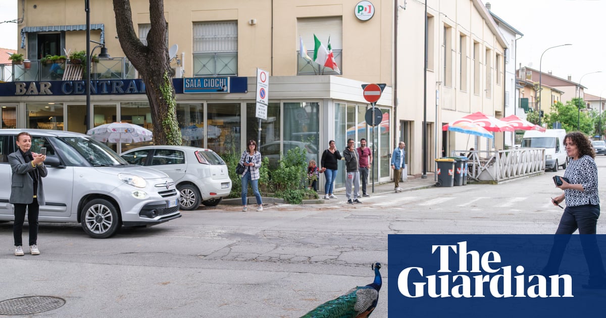 Peacock ‘invasion’ of Italian seaside town ruffles feathers | Italy