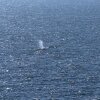 An aerial photo taken on May 2, 2026 shows Timmy, the rescued humpback whale, offshore near Skagen after being released from a barge. The whale was first spotted stuck on a sandbank on March 23 near the city of Luebeck before freeing itself and then becoming stuck again several times.