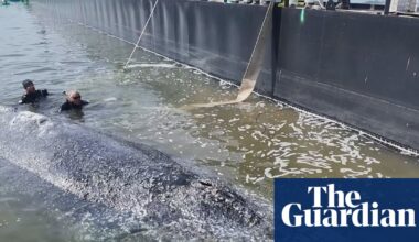 Timmy the whale confirmed dead by Danish authorities | Whales