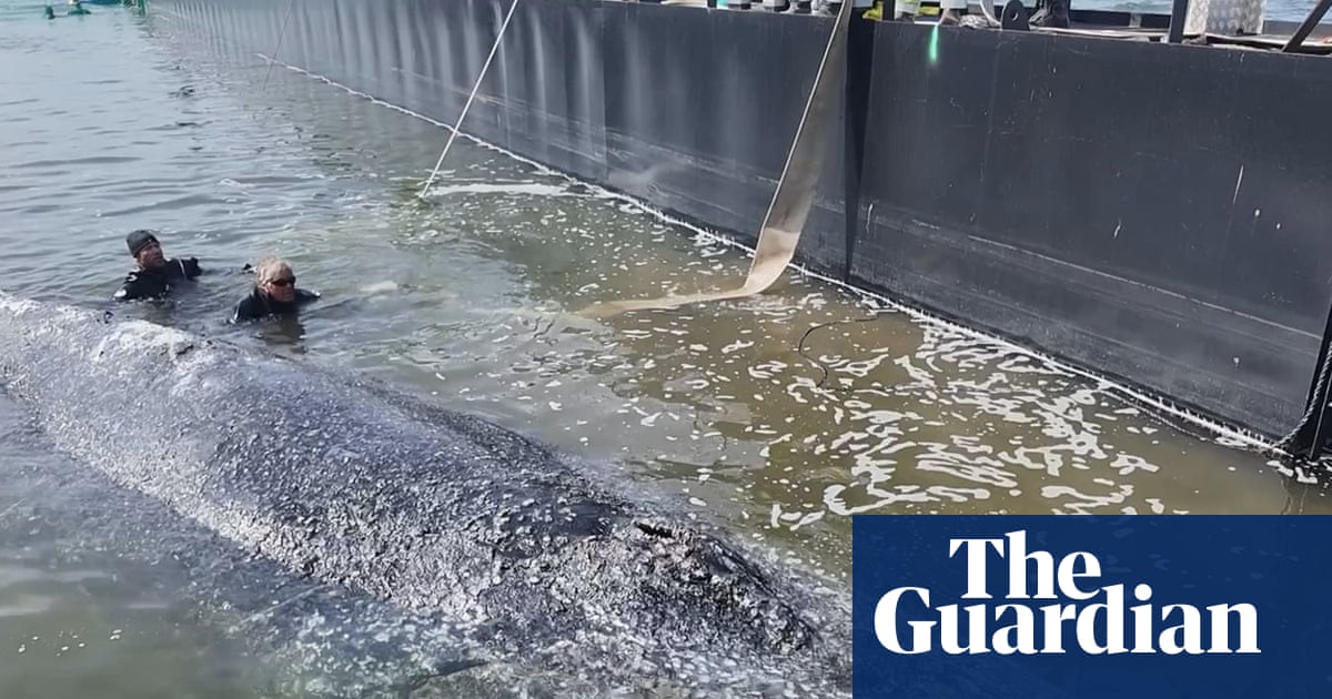 Timmy the whale confirmed dead by Danish authorities | Whales