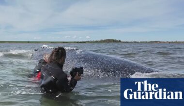 German minister defends decision to allow attempt to rescue whale Timmy | Whales