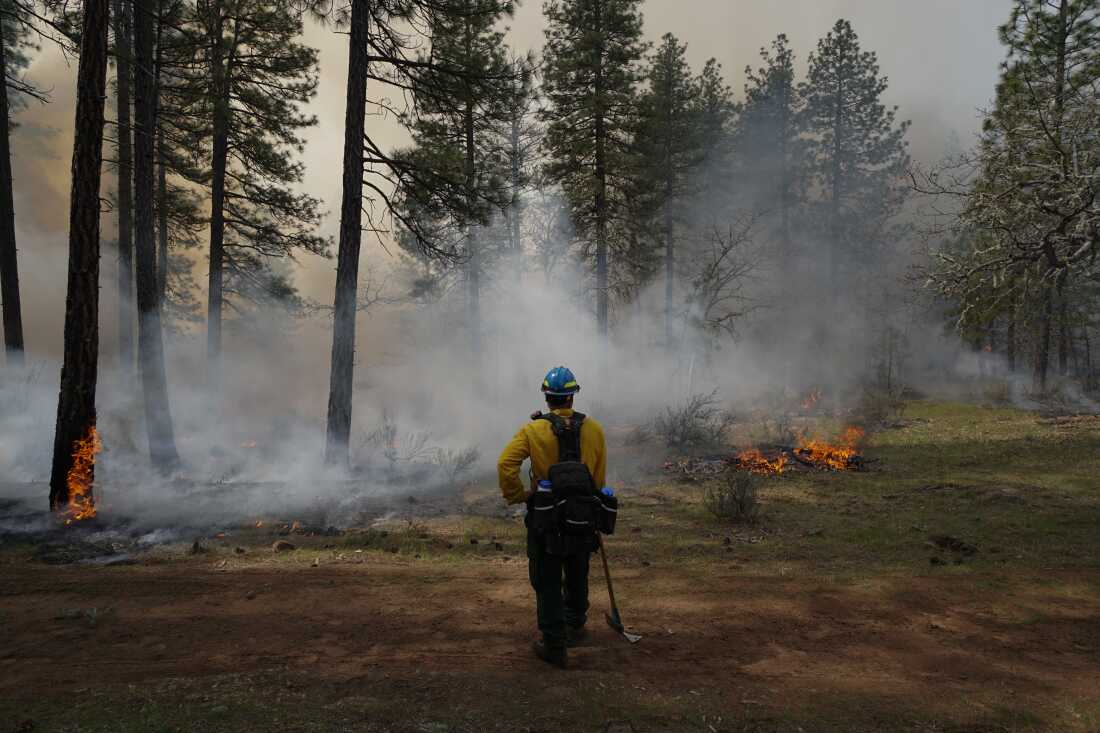 A fire fighter conducts a controlled burn in southern Washington.