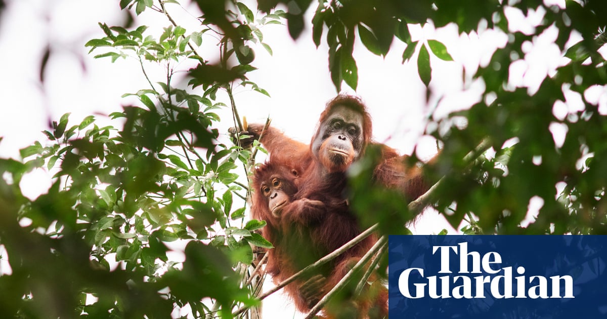 ‘Should we leave them to die?’ The battle over how to save orangutans from the curse of palm oil | Wildlife