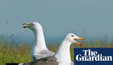 Country diary: The mayhem and mystery of inland gulls | Environment