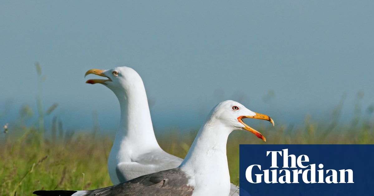 Country diary: The mayhem and mystery of inland gulls | Environment