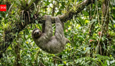 Why do sloths risk their lives just to poop: Scientists say the reason is bizarre