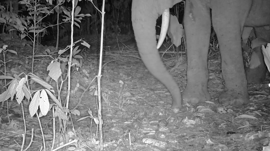 Camera trap footage led to the revelation that elephants were eating ebony fruits.