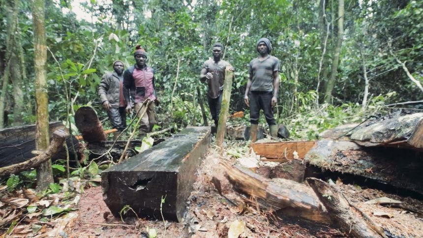 Ebony's economic value has contributed to the tree's decline in the Congo Basin.