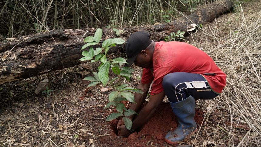 The Ebony Project sees Baka communities planting ebony, fruit and medicinal trees.