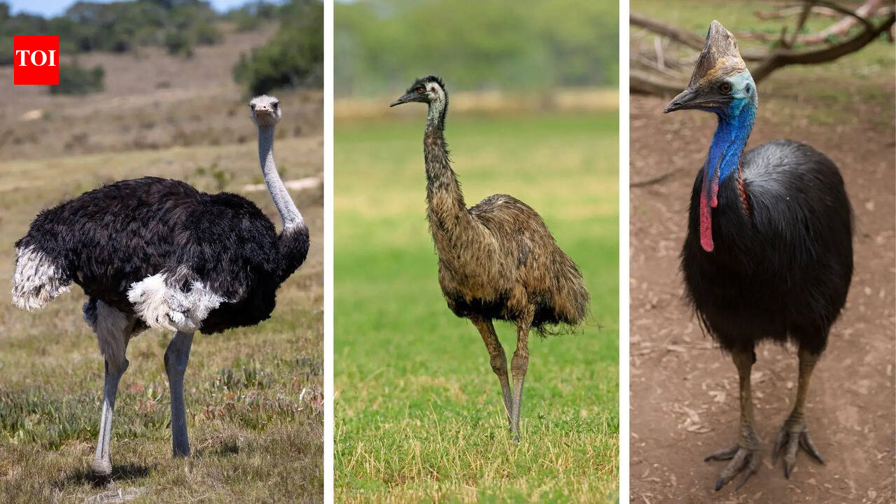 5 heaviest and biggest birds on earth: The real heavyweights of nature