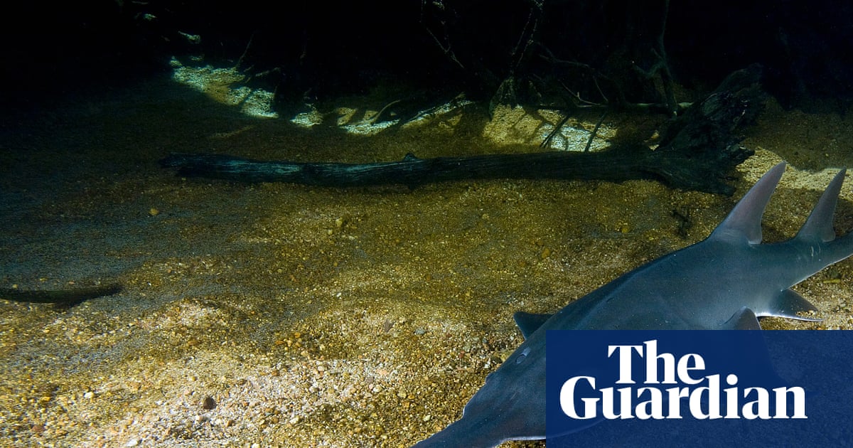 Endangered sawfish at risk from plan to double water extraction from WA’s Fitzroy River, advocates say | Environment
