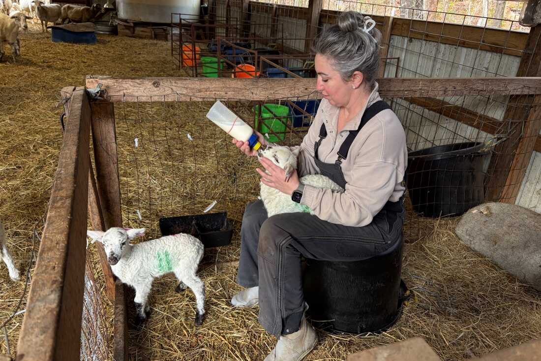 RaDonda Vaught tends to lambs on her farm north of Nashville, Tenn. She started getting offers to speak to medical audiences after being on probation for about a year.