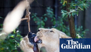 Lion’s aid: blood ice lollies keep big cats cool at London zoo | Animals