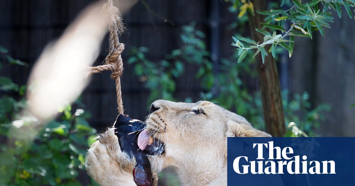 Lion’s aid: blood ice lollies keep big cats cool at London zoo | Animals
