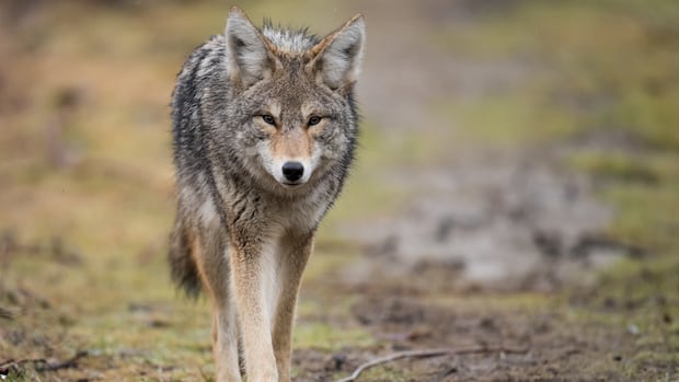Child bitten in head by coyote in Markham, police issue warning