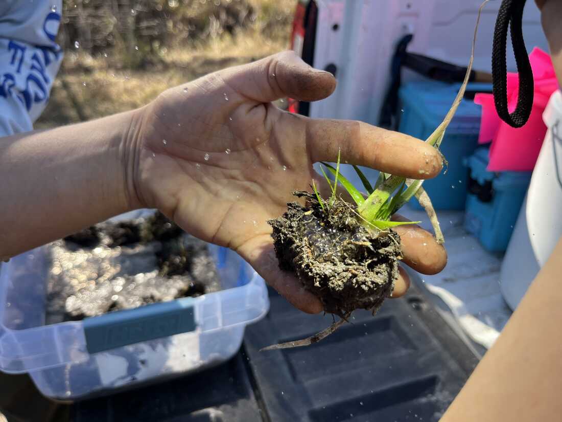 Nicole Dahrouge spritzes a cluster of eggs that's been removed from a wetland to keep them damp.