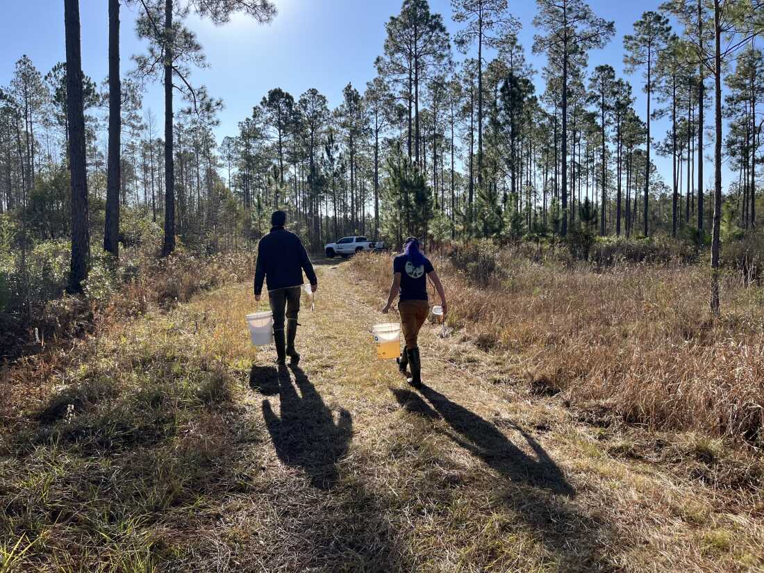 Dahrouge and field biologist Matthew Goetz return to their truck with food-filled water they've collected from a wetland.
