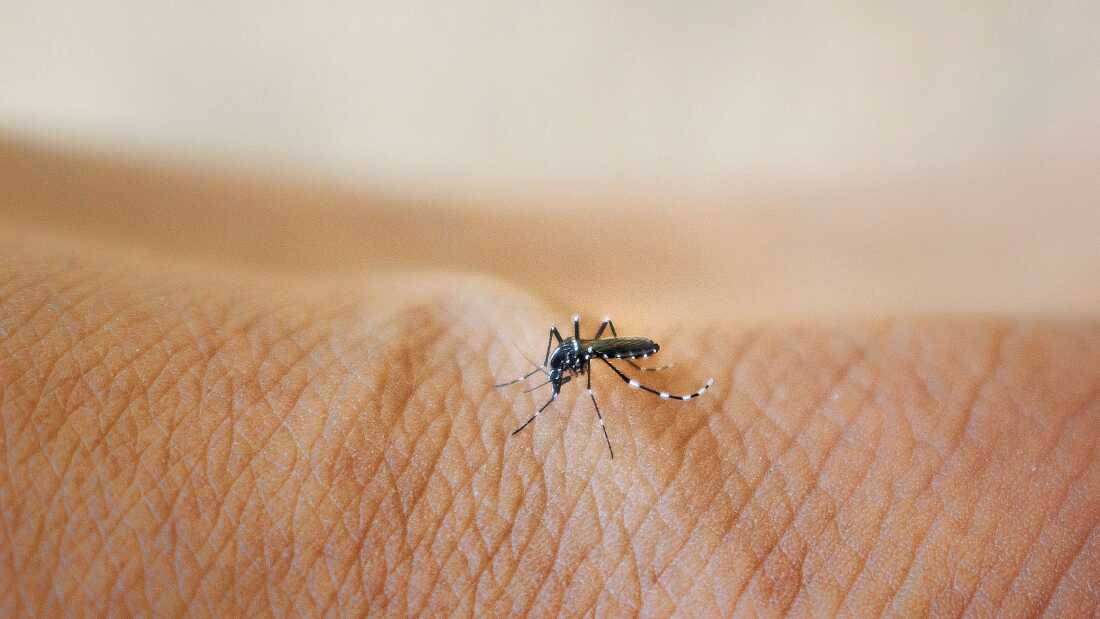 A black-and-white mosquito lands on a person.