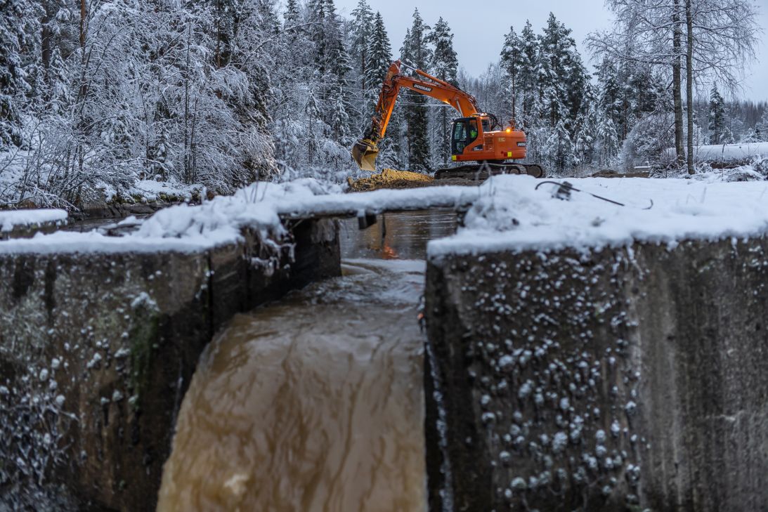 With the dismantling of the Kurunkoski hydropower dam, the last migration barrier in Finland’s Torsanjoki River has been removed, allowing the unimpeded movement of fish and wildlife along this tributary of the Hiitolanjoki.