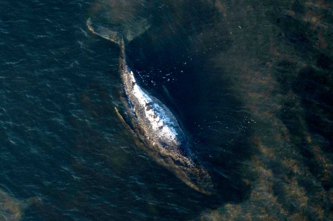 FILE - The humpback whale lays in a washed-out tub off the island of Poel, Germany, April 22, 2026. (Philip Dulian/dpa via AP, File)