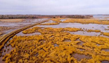 Search returns for P.E.I.'s 'secretive' marsh birds