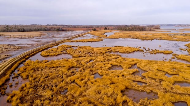Search returns for P.E.I.'s 'secretive' marsh birds