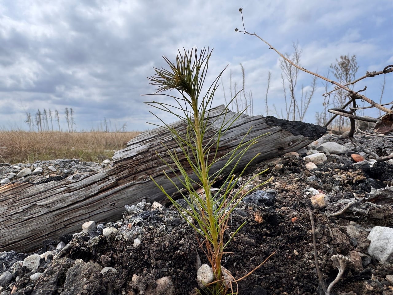 a small tree just planted in front of a burned tree stump