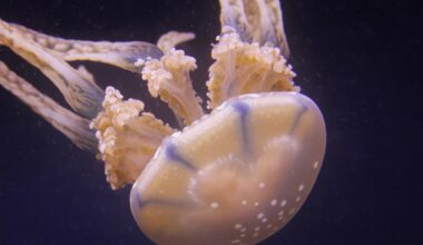 New species of deadly box jellyfish discovered in Singapore waters