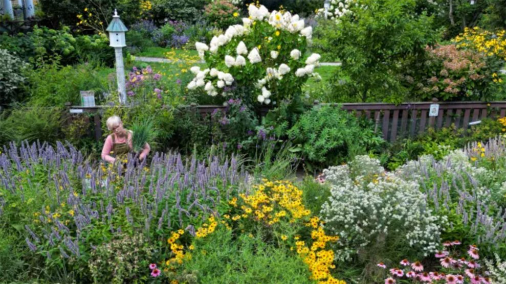 A woman with short blond hair and overalls in a beautiful, lush garden of flowers and flowering shrubs of many colors, including echinacea and sageinc