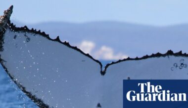 Twenty-two years and 15,000km later: fluke discovery sets new record for humpback whale journey | Marine life