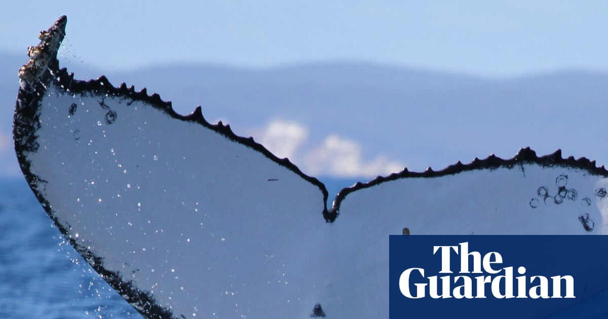 Twenty-two years and 15,000km later: fluke discovery sets new record for humpback whale journey | Marine life