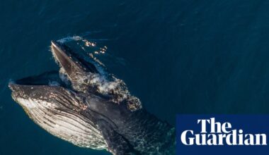 Pirouetting and gaping: mysterious whale behaviour documented as humpback migration begins | Marine life