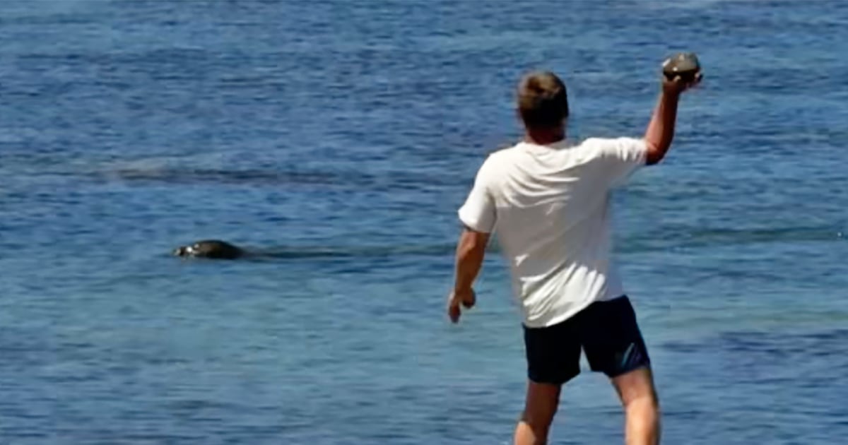 Lawyer says tourist accused of hurling rock at Hawaiian monk seal has been doxed and threatened