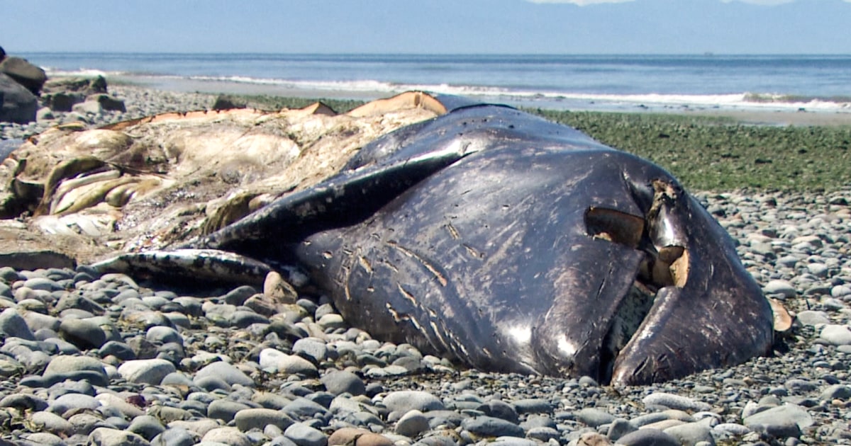 3 months, 21 dead gray whales: Why so many carcasses are washing up on Pacific shores