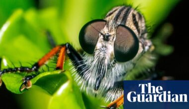 Week in wildlife: a baby pangolin, a gorilla super-mum and Formula One geese - The Guardian