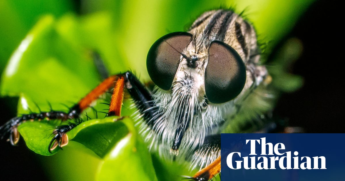 Week in wildlife: a baby pangolin, a gorilla super-mum and Formula One geese - The Guardian