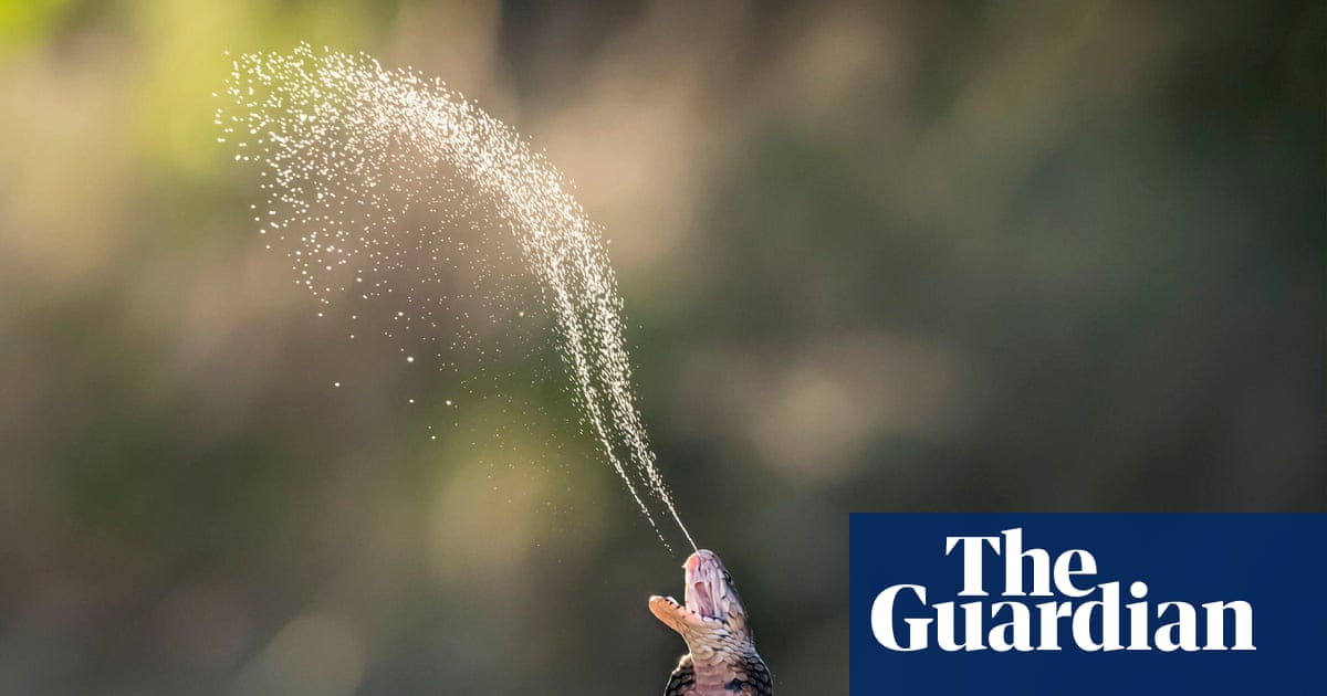 Risk of snakebites increasing as reptiles adapt to changing world, says study | Snakes