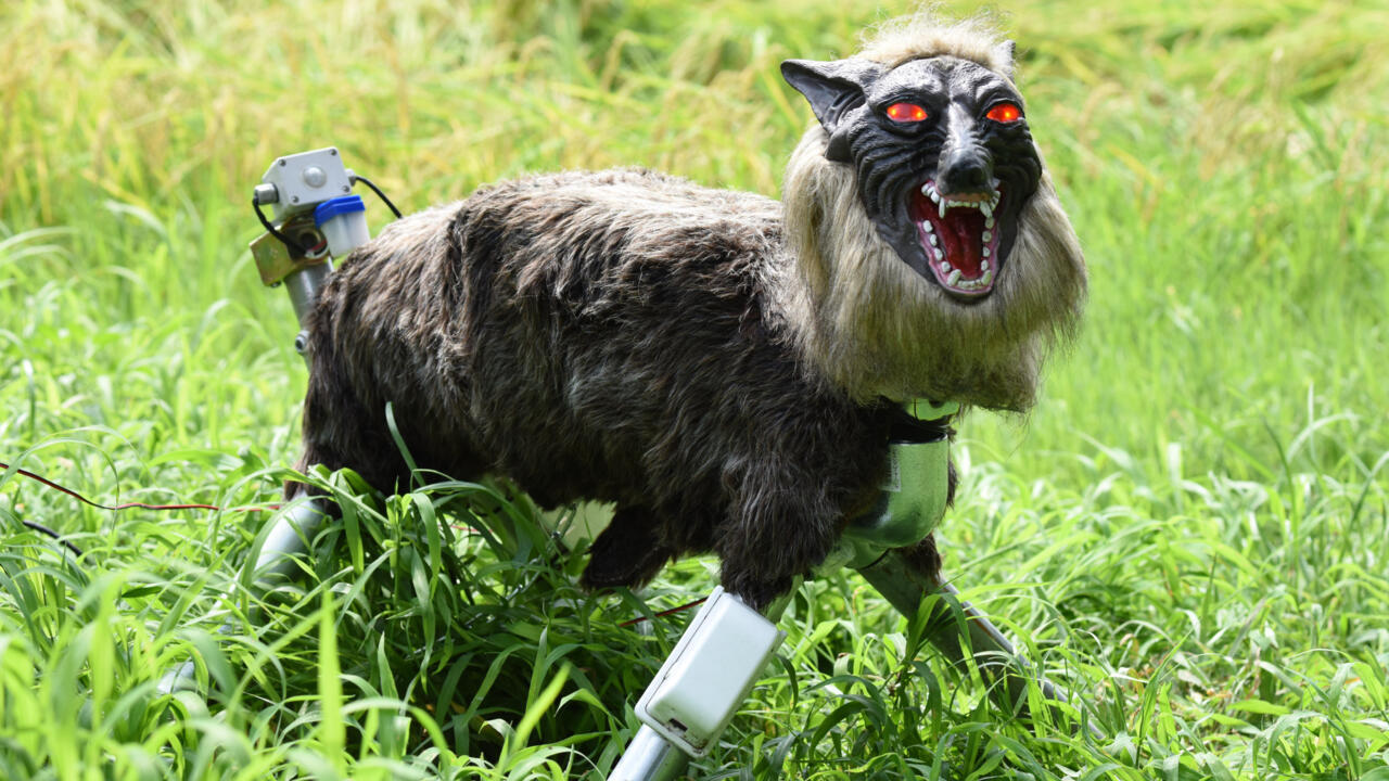 Japan 'robot wolves' in high demand to scare off bears