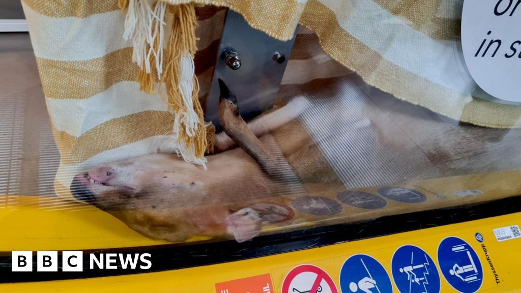 Oh deer! Muntjac gets stuck on M&S escalator - BBC
