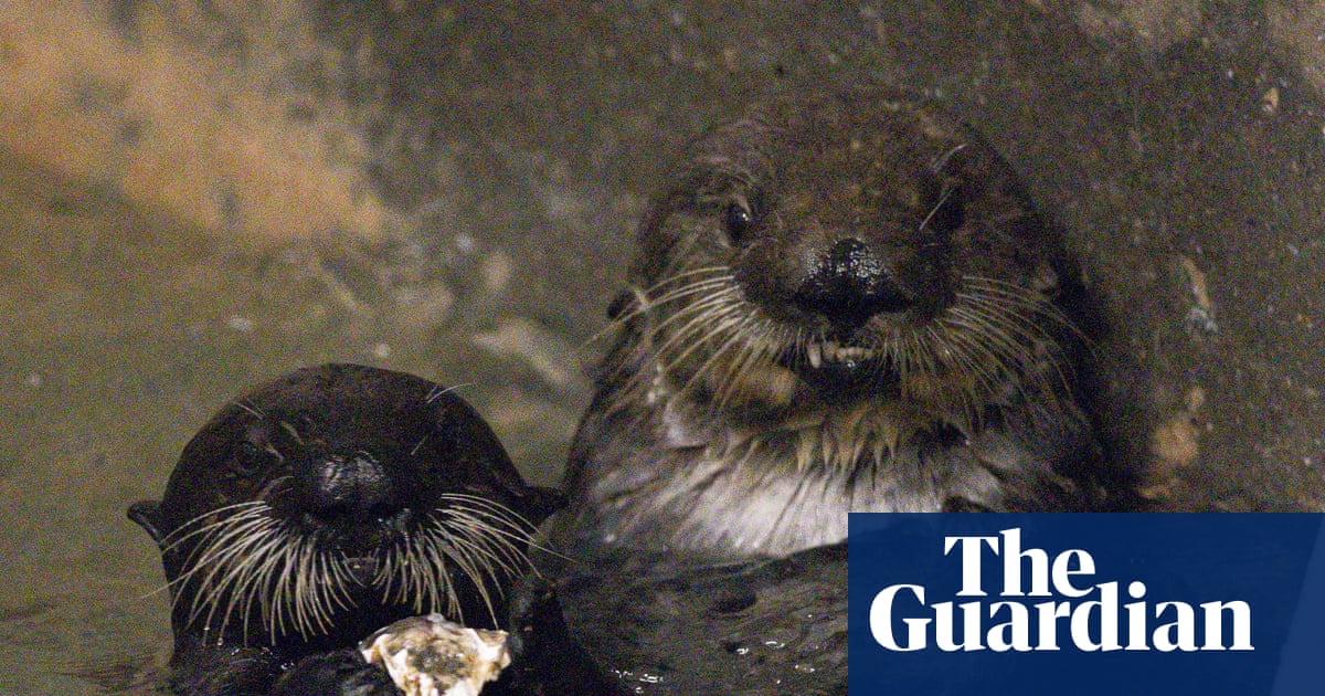 Mother knows best as sea otter adopts orphaned pup at California aquarium | California