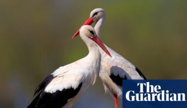 Country diary: A jaw-dropping bounty of wildlife – and a reminder of what Britain has lost | Poland