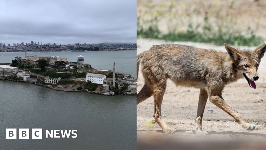 Coyote who swam to Alcatraz Island went twice as far as previously thought - BBC
