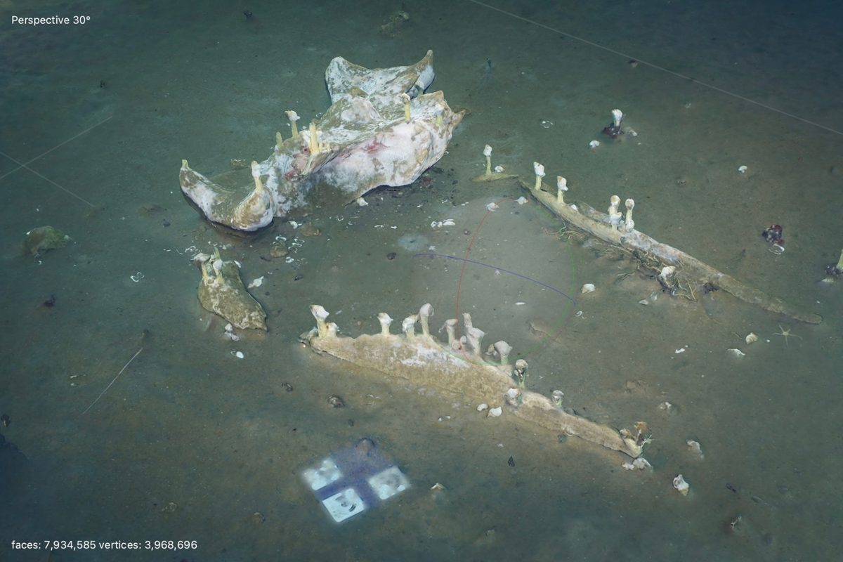 3D model of whale fall, 2023