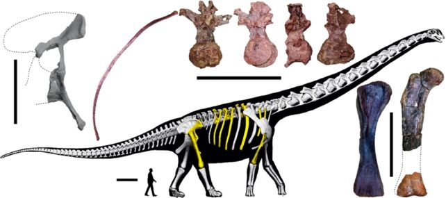 Researchers Reveal a Doozy of a Dinosaur, The Size of Nearly 10 Elephants