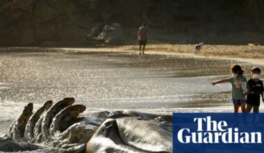 San Francisco turns to AI to save whales from ship strikes as deaths soar | Whales