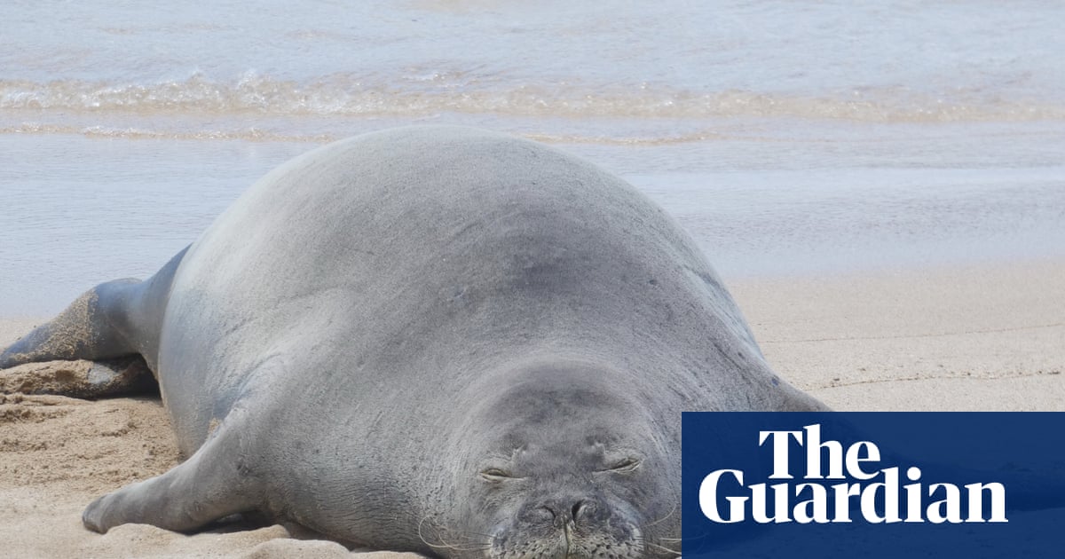 Tourist accused of hurling rock at endangered Hawaiian seal was trying to protect sea turtles, lawyer says | US news