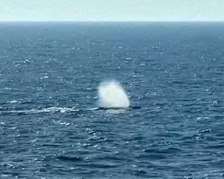 A plume of water above the whale